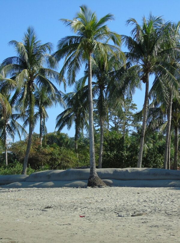 green palm trees on white sand beach during daytime