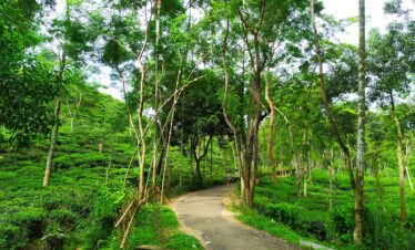 green trees and green grass during daytime