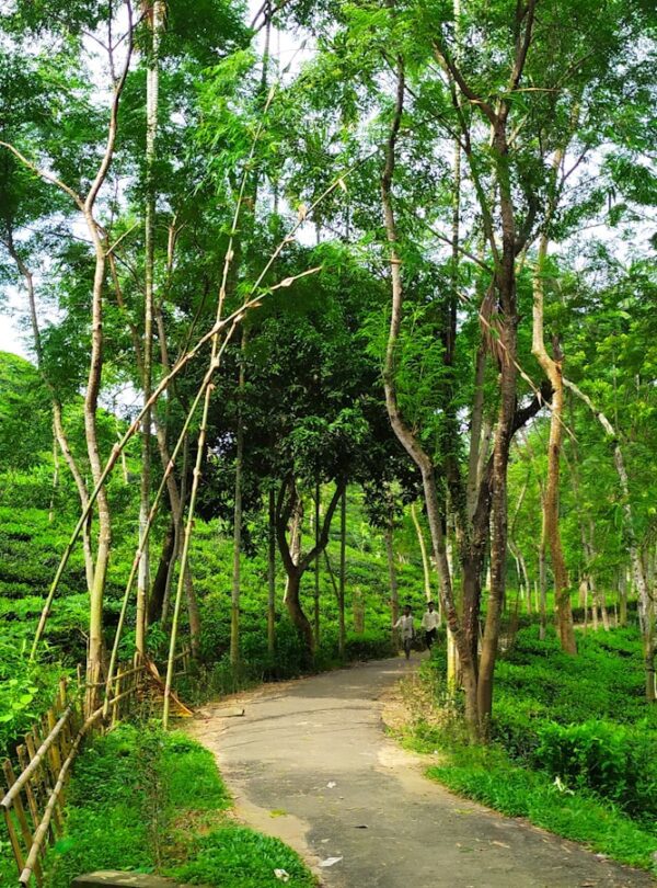 green trees and green grass during daytime