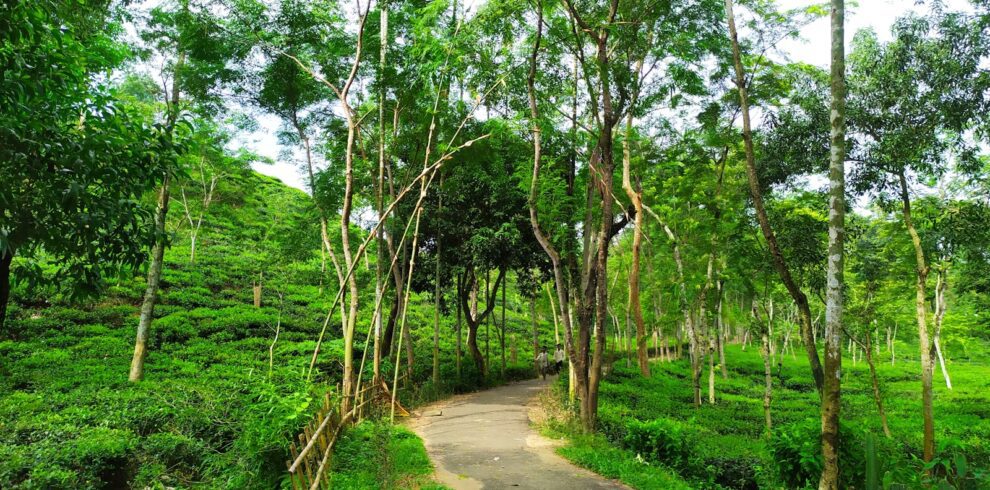 green trees and green grass during daytime